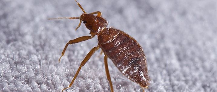 Bed Bug Control
