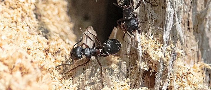 Carpenter Ant Control