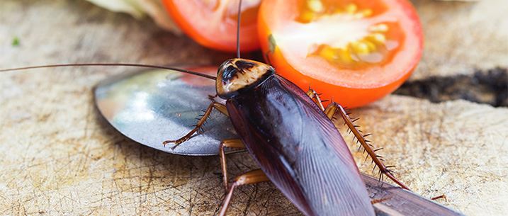 Cockroach Control