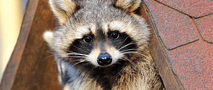 Nuisance Wildlife Control