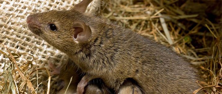 Rodent Control