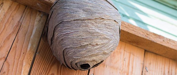 Stinging Insect Control