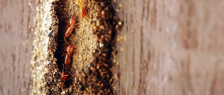 Termite Control