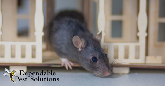 Rat sniffing around in miniature house