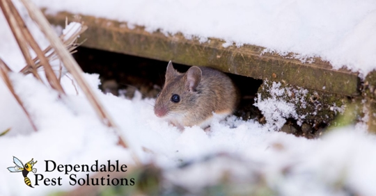 Mouse in snowy yard
