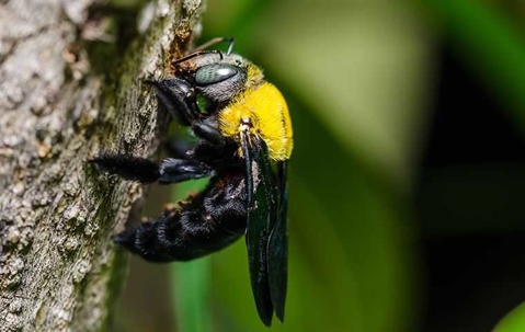 bumble bee on a tree