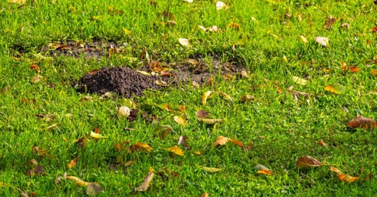 Earth mound of a mole on the garden