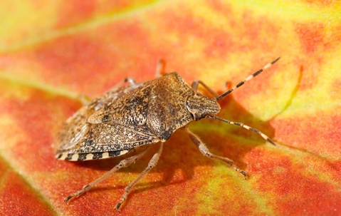 stink bug on orange leaf