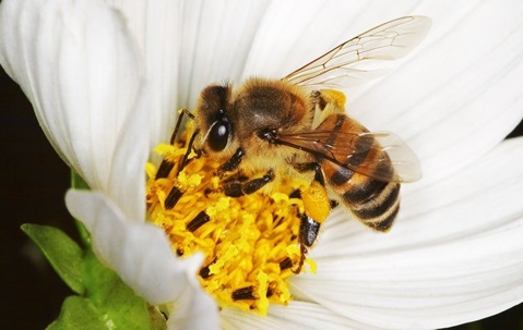 bee on a white flower