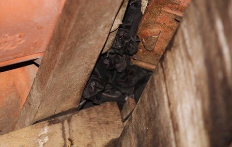 bats roosting in attic