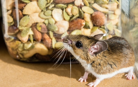 mouse in pantry