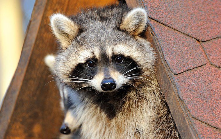 raccoon poking out of a roof