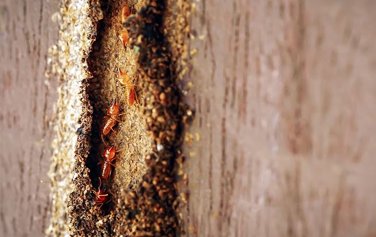 termites eating wood