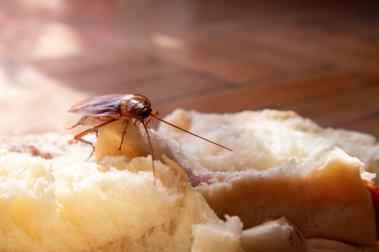 pest on kitchen