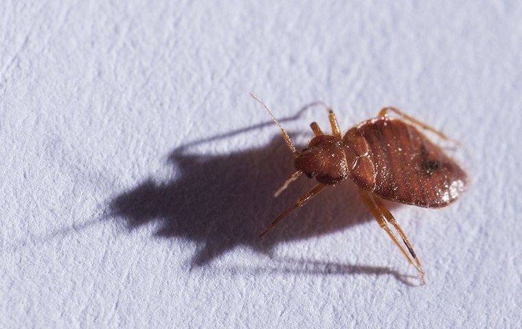 bed bug up close