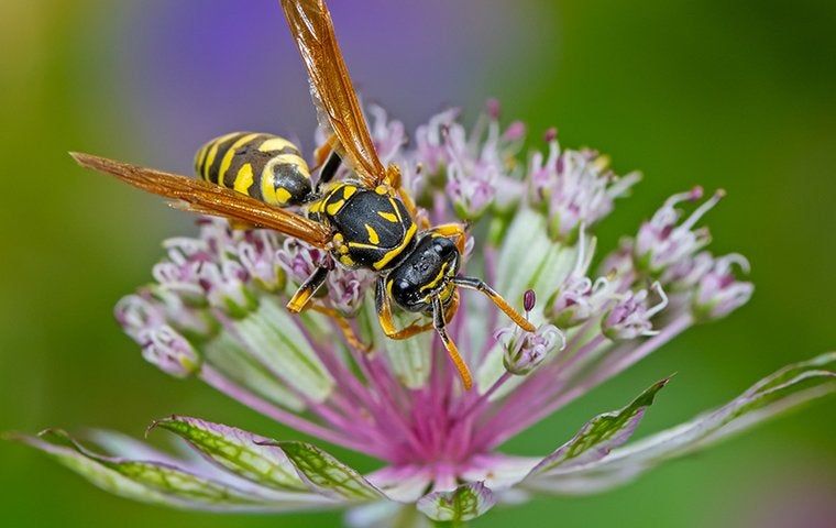 Spring Wasp Dealing With Wasps In The Spring | Dependable Pest Solutions