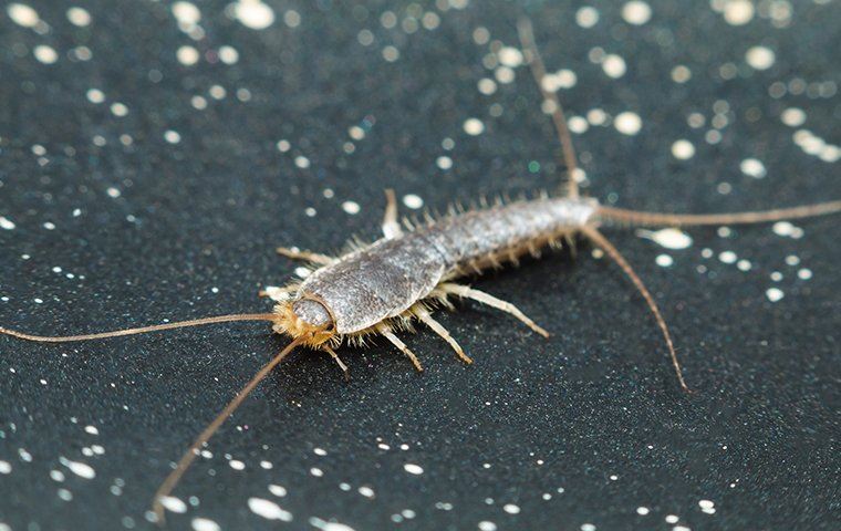 close up of a silverfish bug
