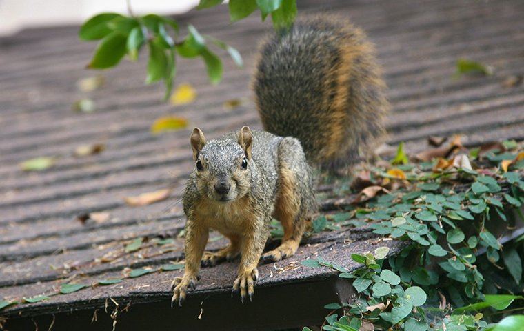 squirrel on a rooftop