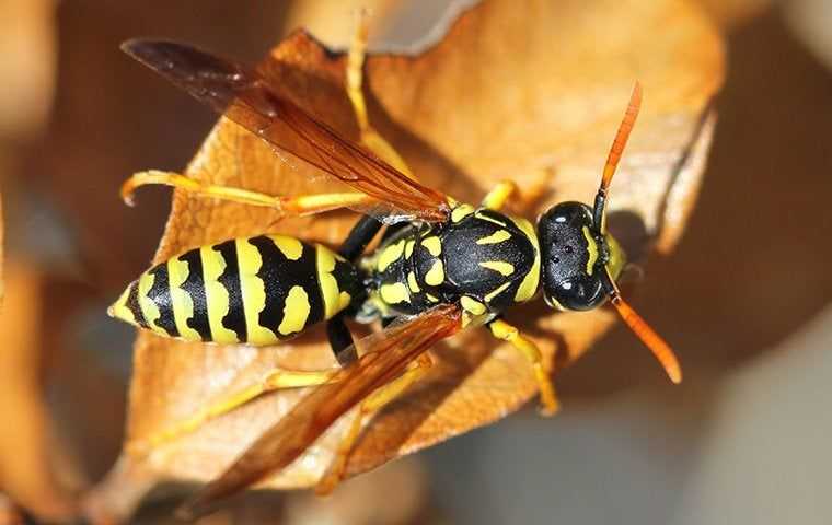 a wasp on an orange leaf