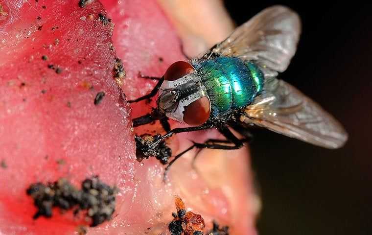 a fly on dirty watermelon