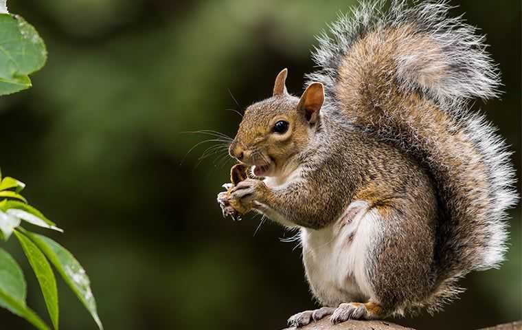 a squirrel eating a nut