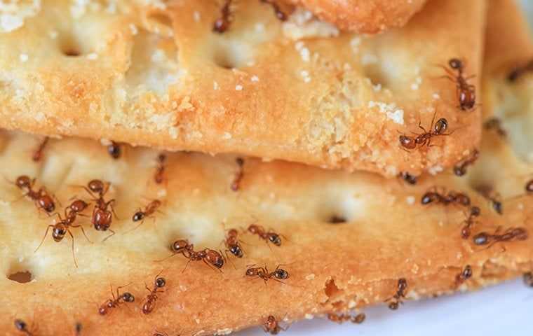 ants on some crackers
