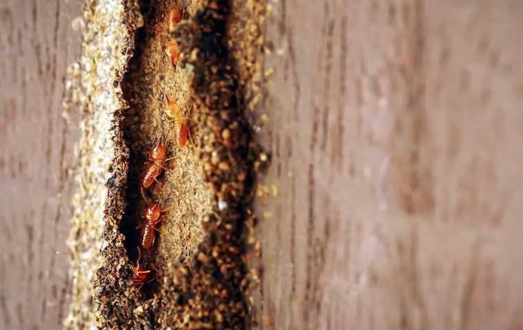 termites in a mud tube