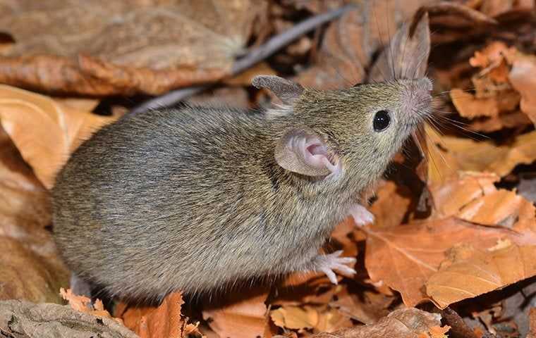 a rodent in dried leaves