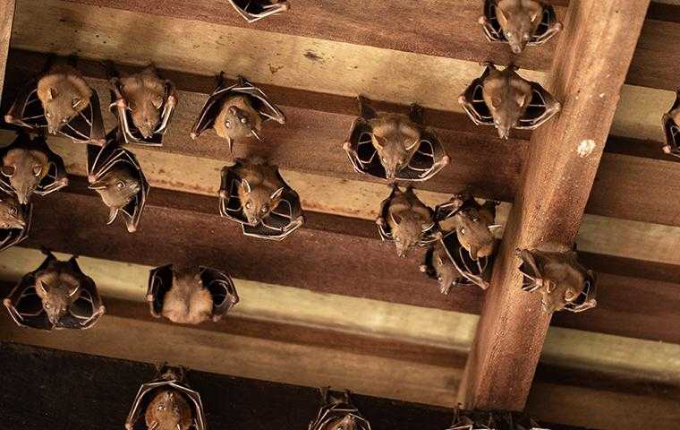 bats hanging from the rafters