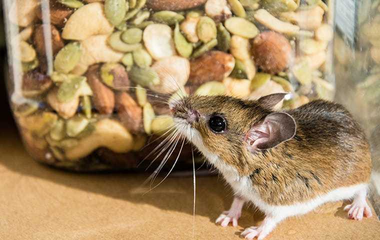 mouse in pantry