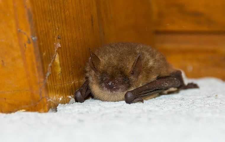 a little bat in a house