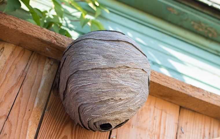 wasps nest on a fence