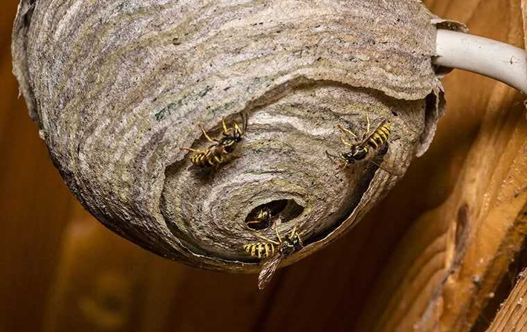 wasps flying around their nest