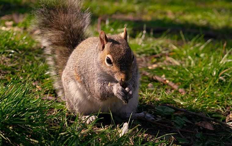 grey squirrel eating on the grass