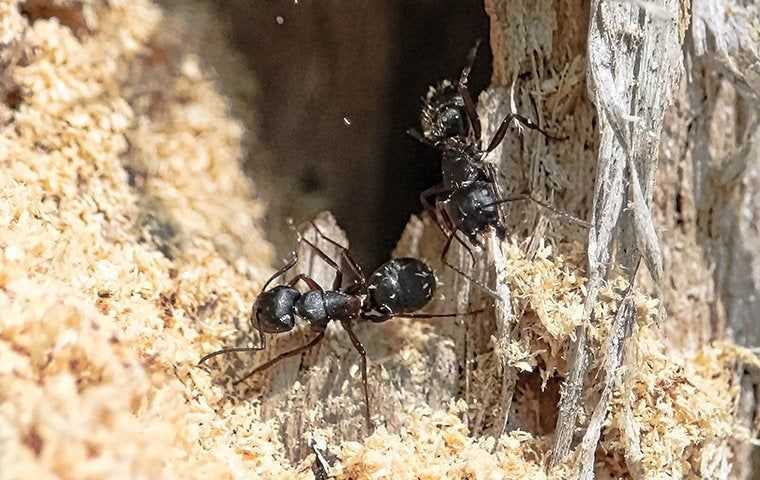 carpenter ants in saw dust