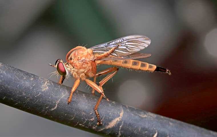 a close up of a phorid fly