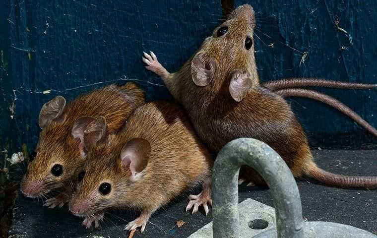 three mice in a barrel